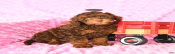 Miniature Poodle dogs for sale: Eva - Ad 2