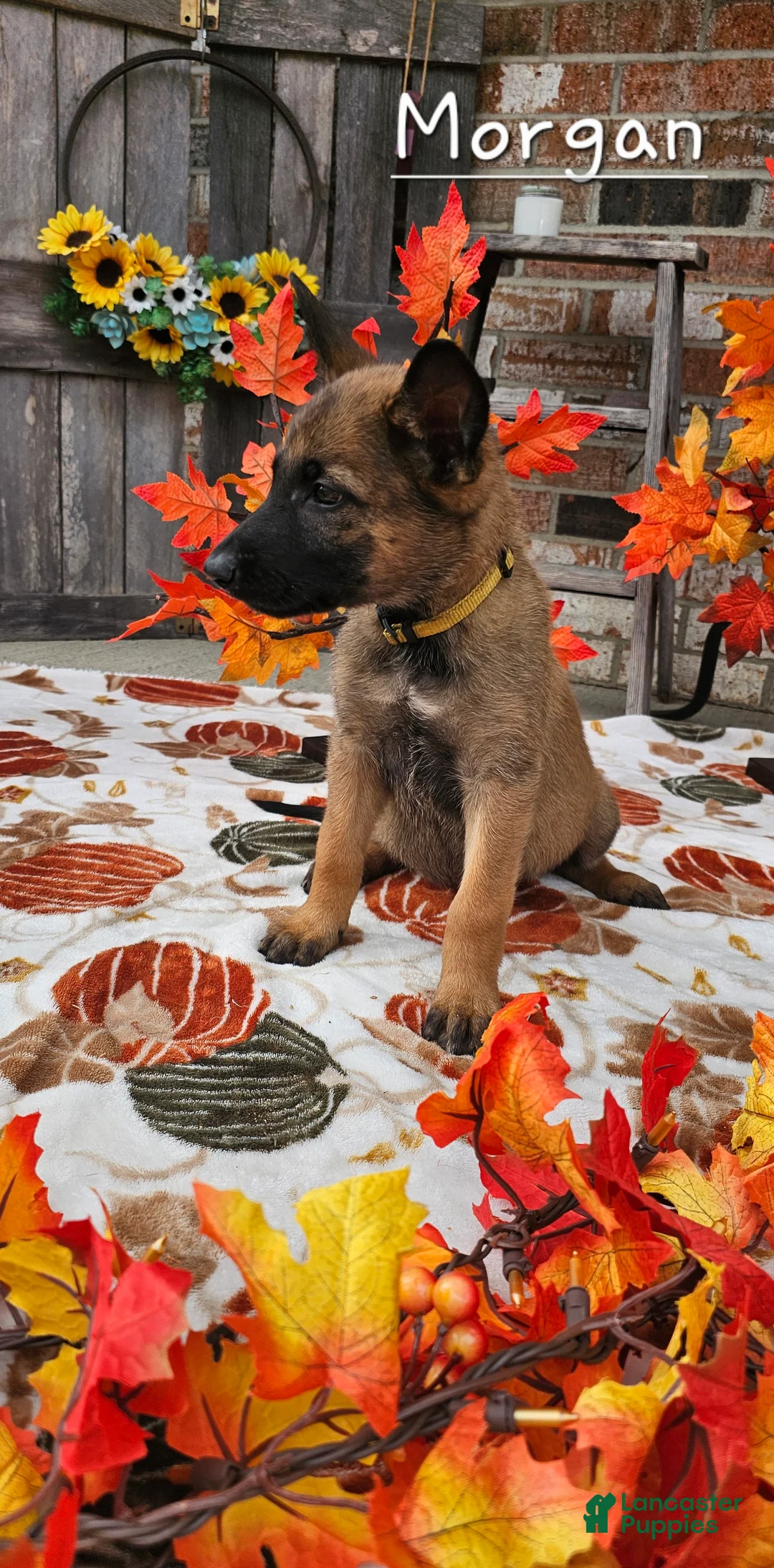 Mixed Breed dogs for sale: Morgan - Ad 1