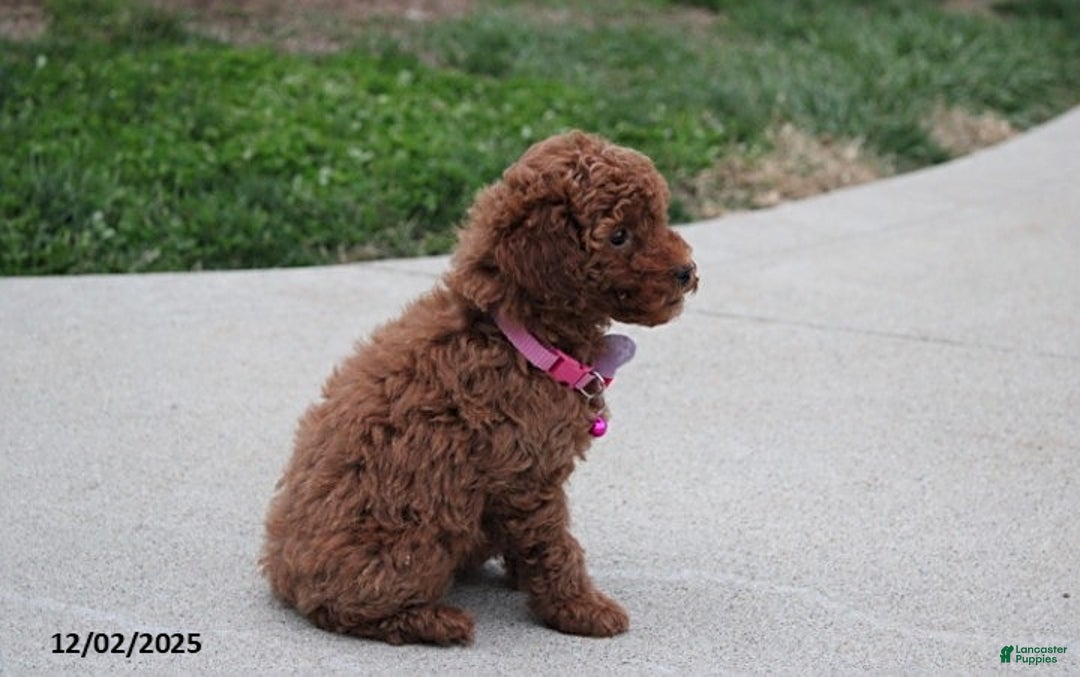 Toy Poodle dogs for sale: Paige - Ad 9