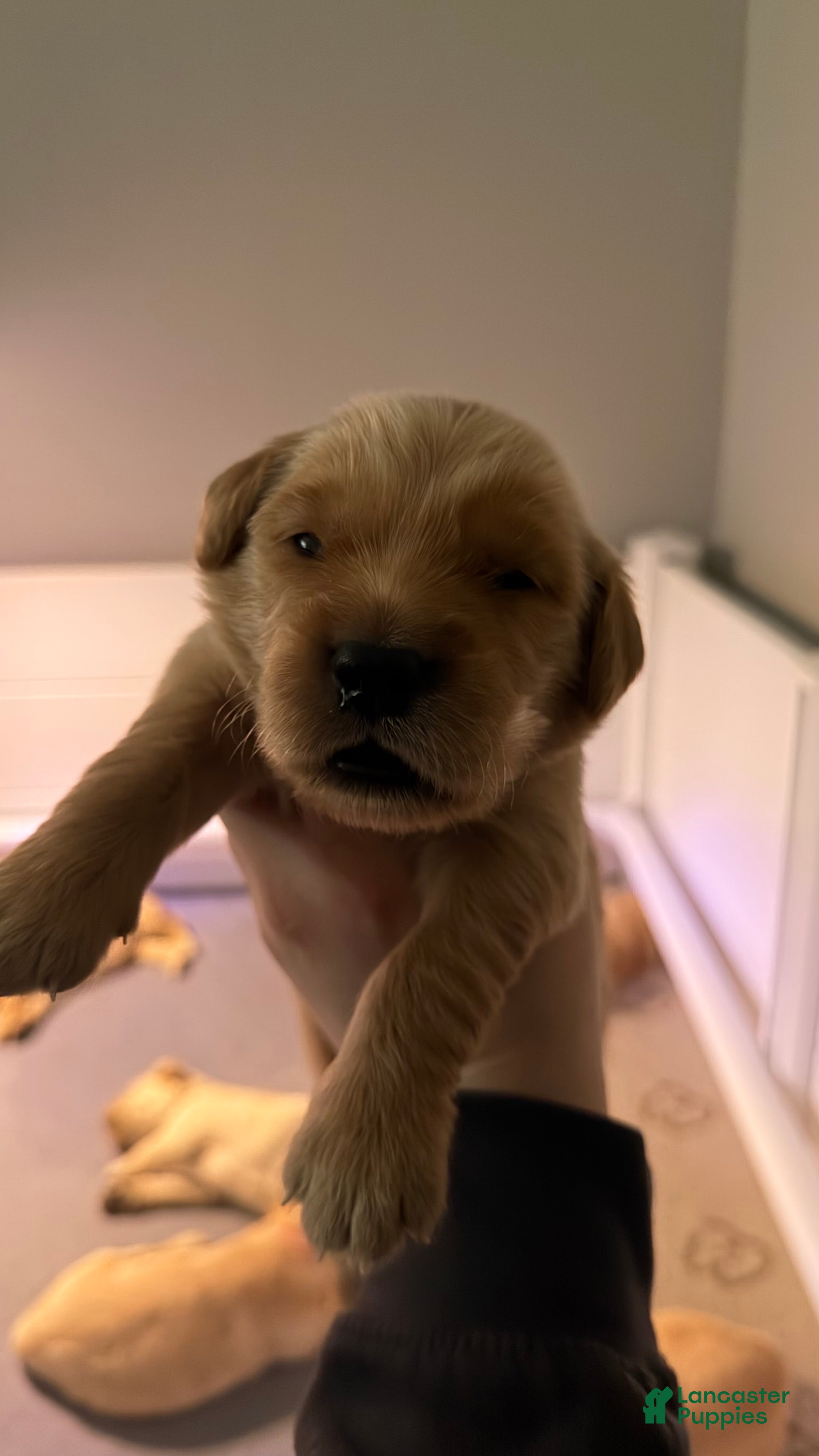 Golden Retriever dogs Brick Red - Ad 1