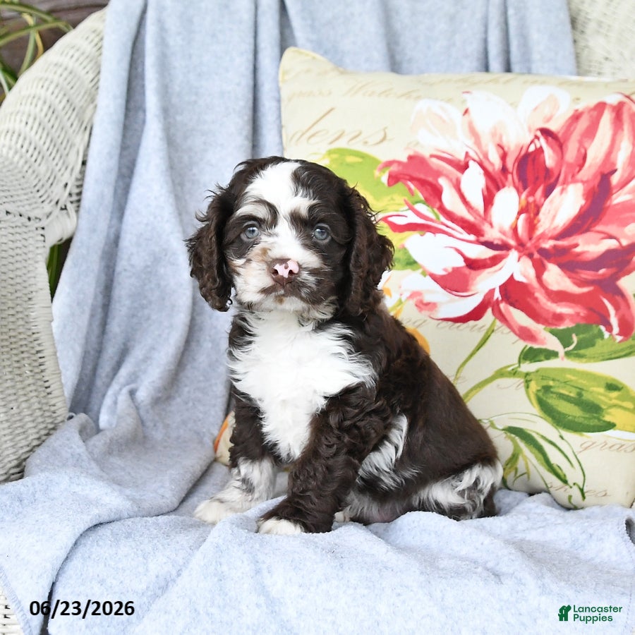 Cockapoo dogs for sale: Snicker  - Ad 2