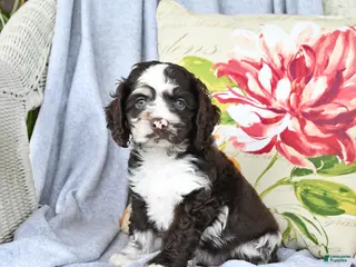 Cockapoo dogs for sale: Snicker - Ad 2