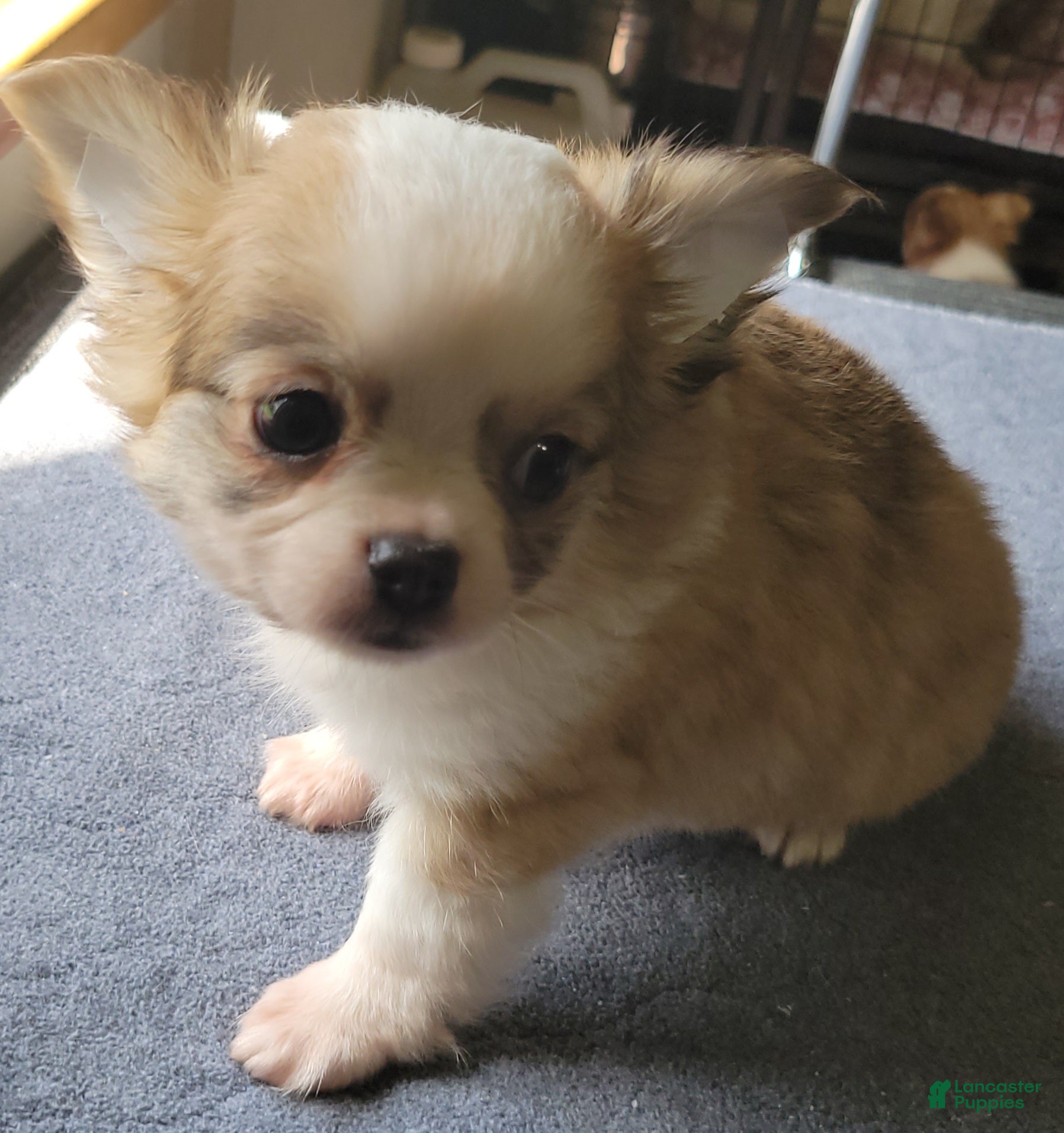 Chihuahua dogs Chihuahua 1 - Ad 2