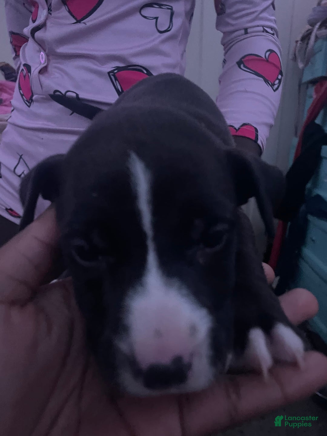 Gallery Image {{count}}