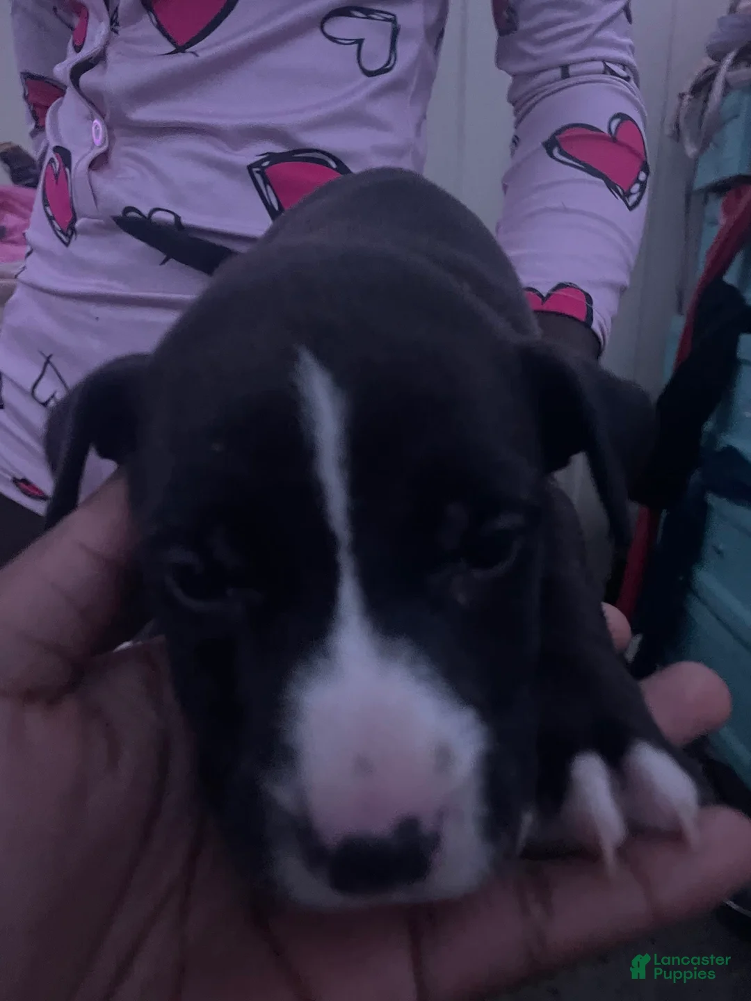 Gallery Image {{count}}