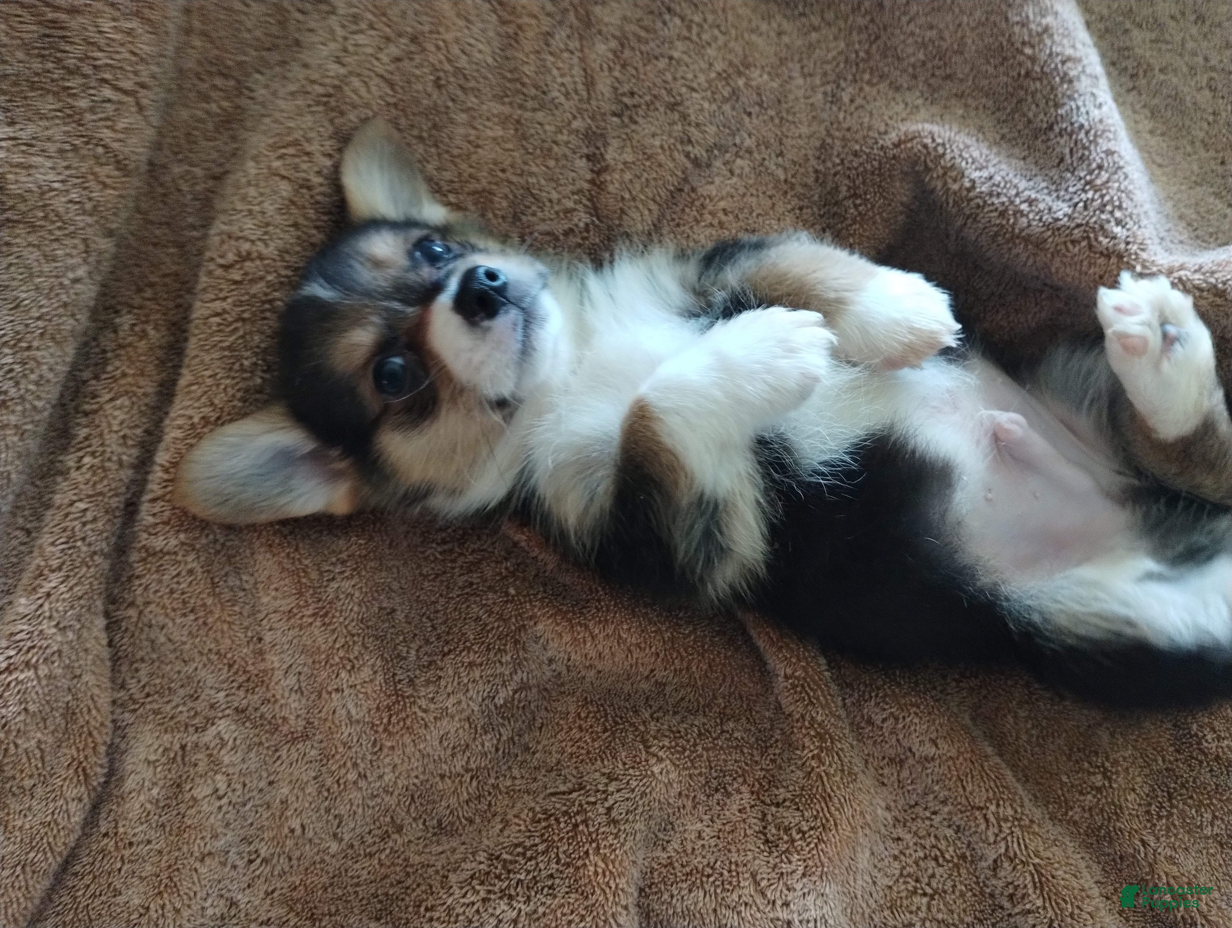 Welsh Corgi Pembroke dogs Welsh Corgi Pembroke Puppy 1 - Ad 2