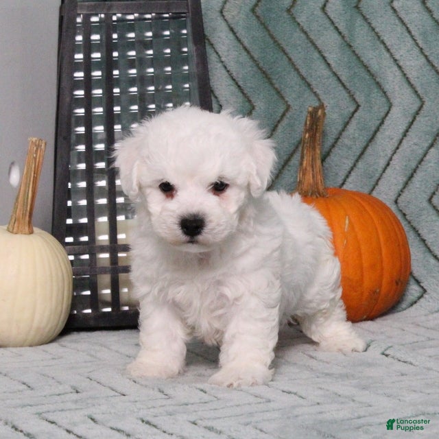 Bichon Frise dogs JohnnyBoy - Ad 1