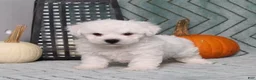 Bichon Frise dogs for sale: JohnnyBoy - Ad 1