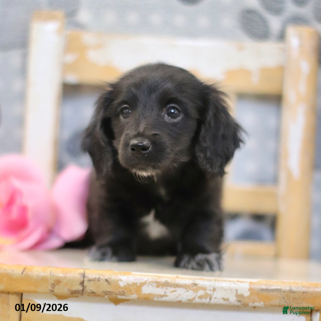 Miniature Dachshund dogs for sale: Pearl - Ad 4