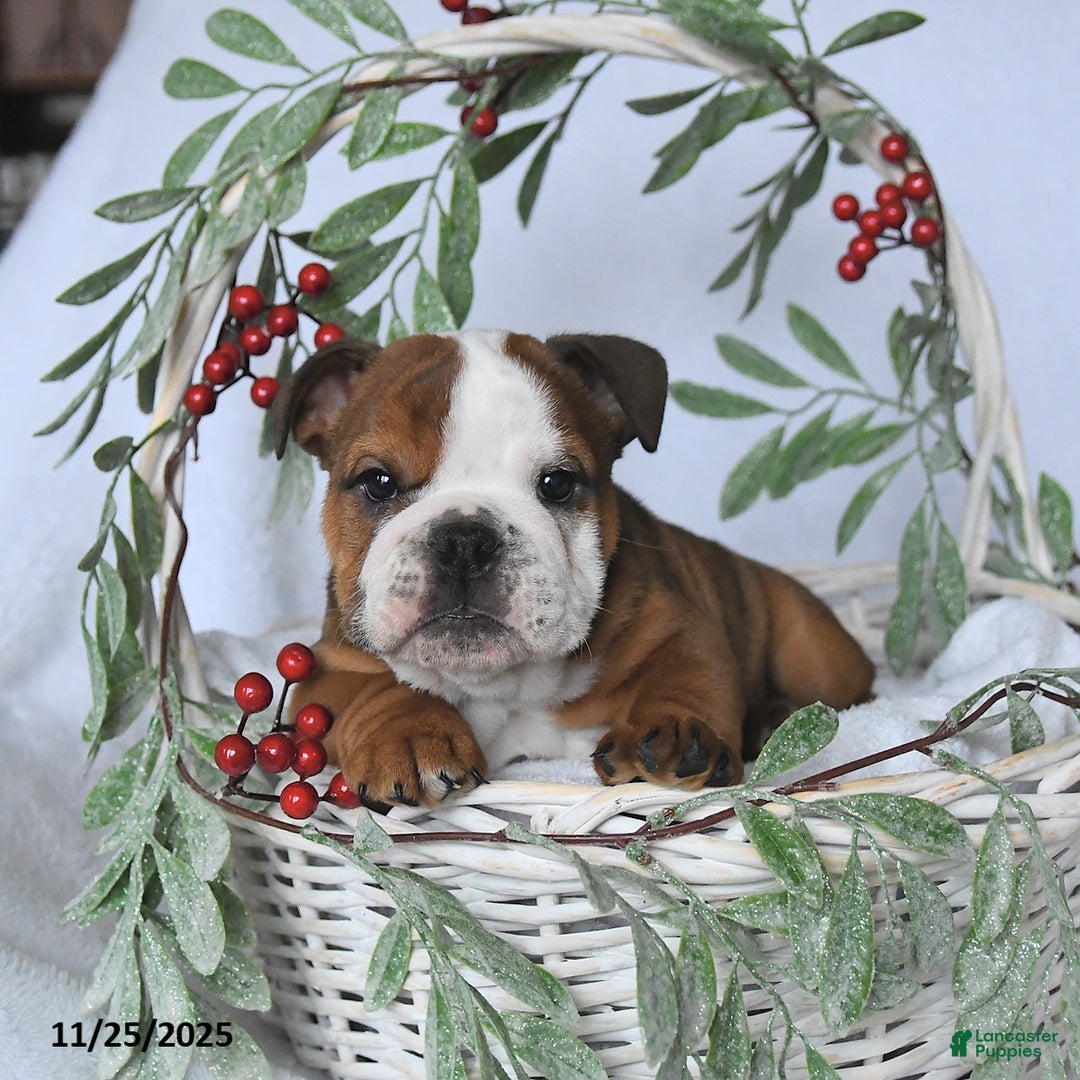English Bulldog dogs for sale: Prince   - Ad 2