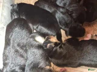 Mixed Breed dogs Mixed Breed 5 - Ad 36
