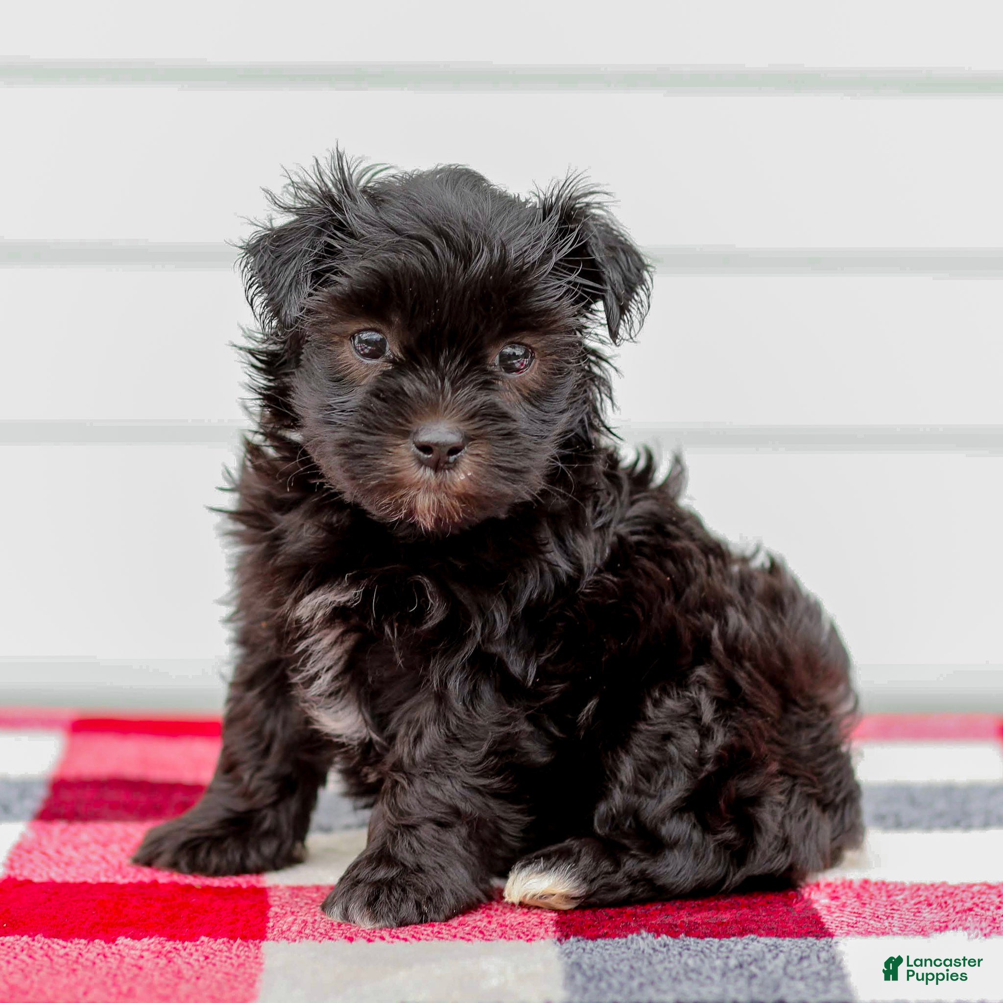 Mini Aussiedoodle dogs Cora - Ad 1