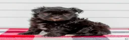 Mini Aussiedoodle dogs for sale: Cora - Ad 3