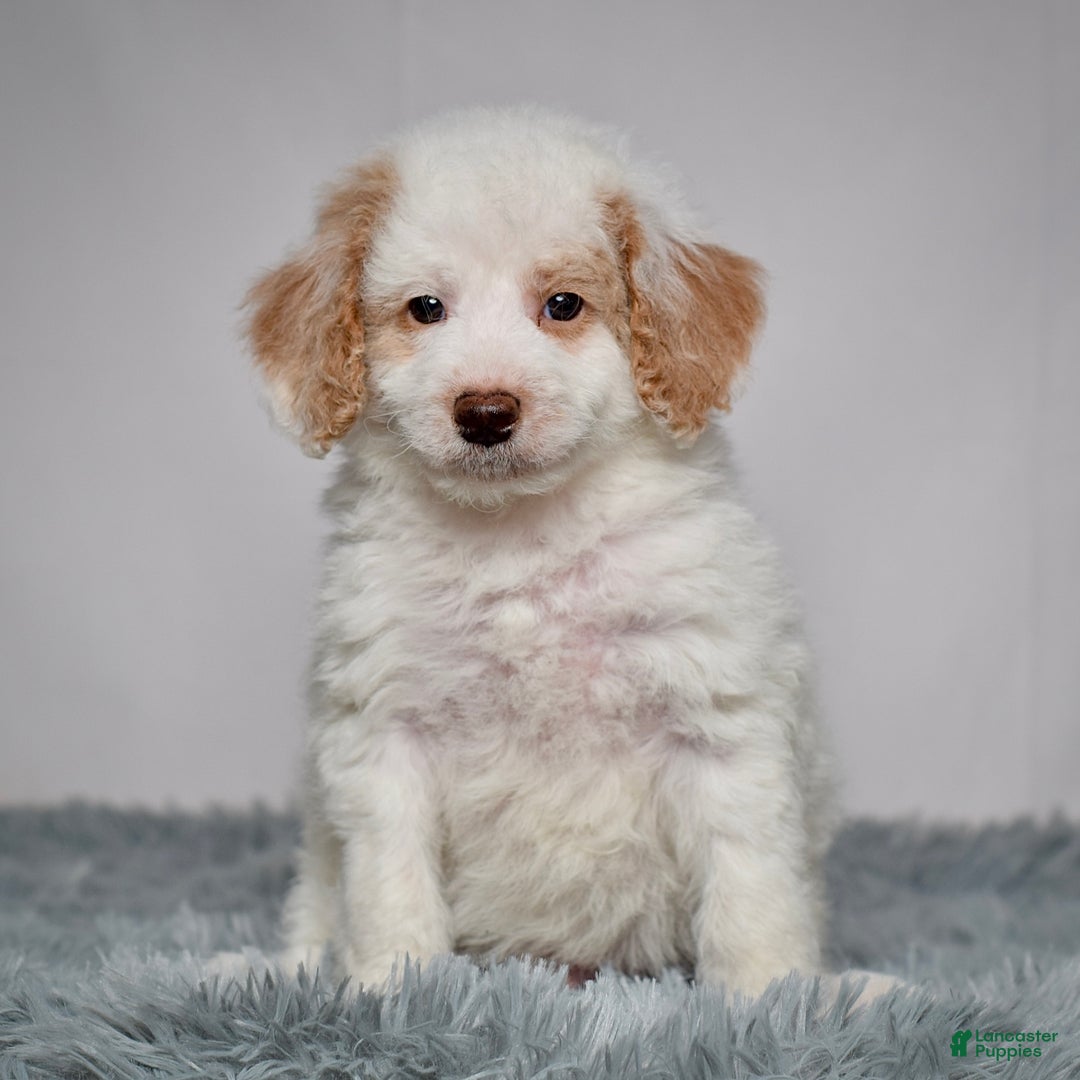 Mini Goldendoodle dogs for sale: Mr. Ollie - Ad 6