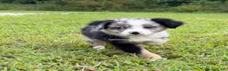 Miniature Australian Shepherd dogs for sale: Miniature Australian Shepherd 2 - Ad 2