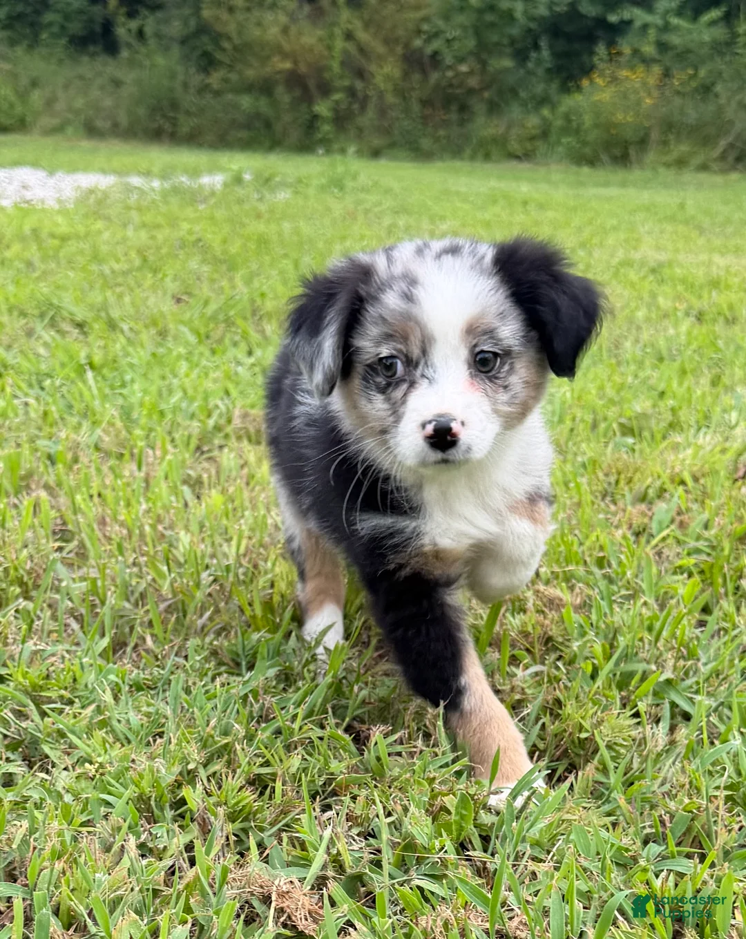 Miniature Australian Shepherd dogs for sale: Miniature Australian Shepherd 2 - Ad 2