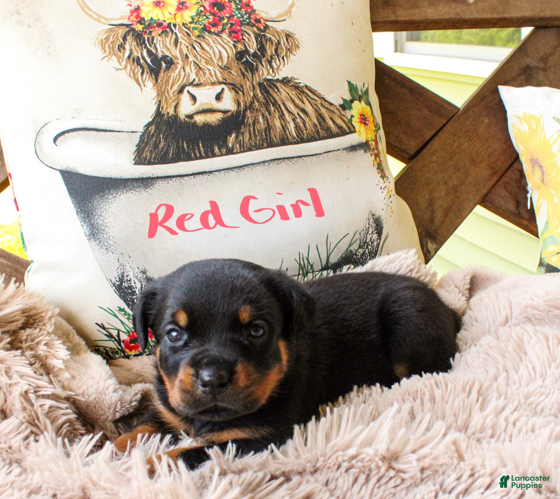 Rottweiler dogs Rottweiler 9 - Ad 24