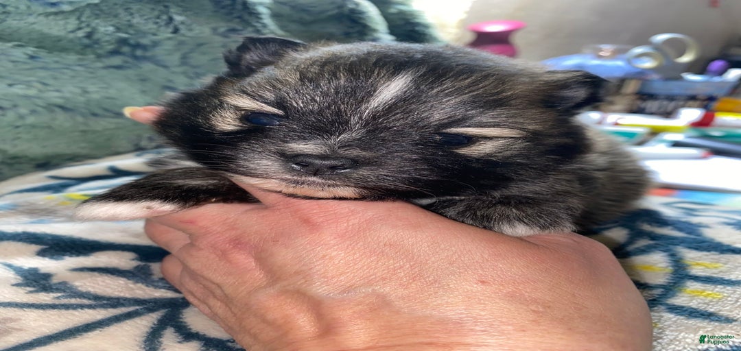 Gallery Image {{count}}