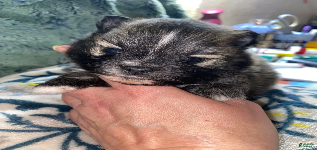 Gallery Image {{count}}