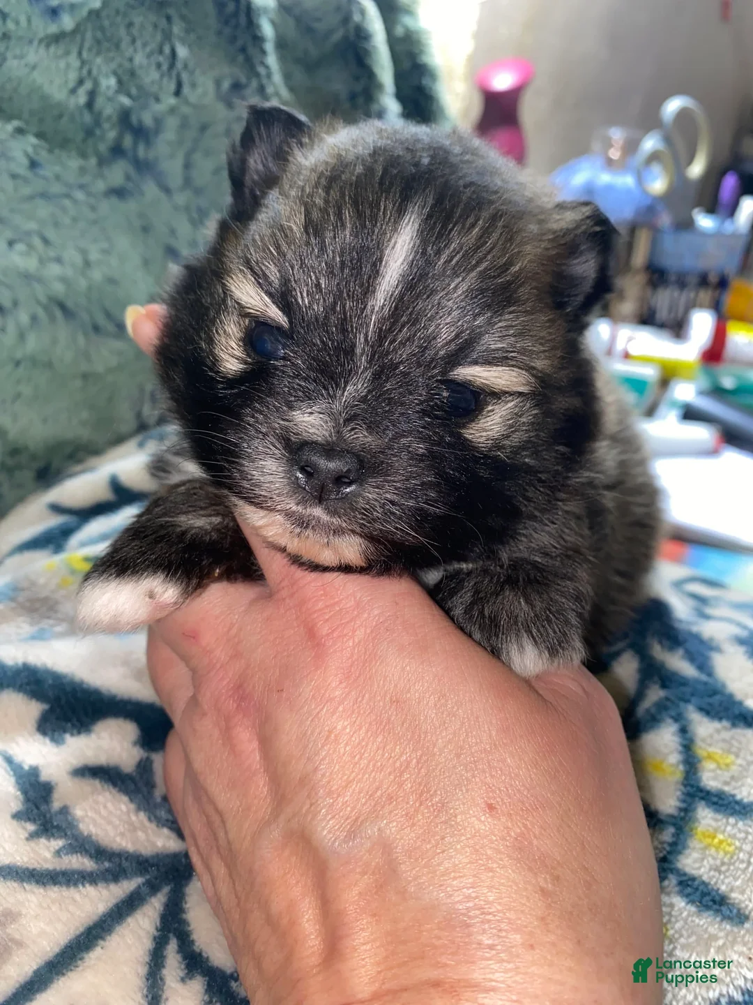 Gallery Image {{count}}