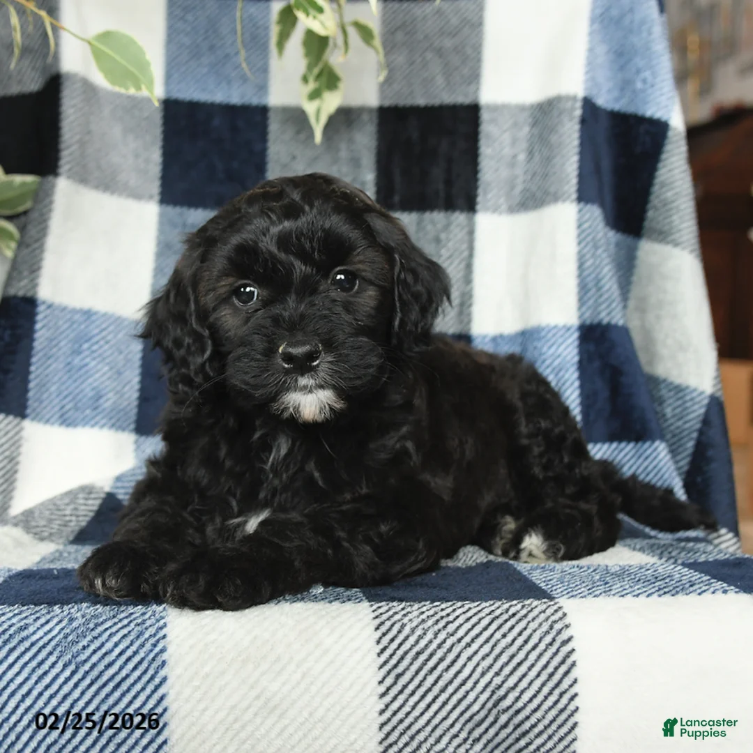 Mixed Breed dogs for sale: Jasper - Ad 3