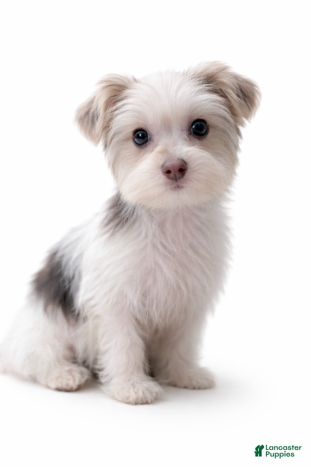 Morkie dogs Sunny - Ad 24