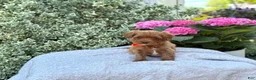 Toy Poodle dogs for sale: Patrick - Ad 12