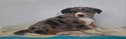 Mixed Breed dogs for sale: Nico - Ad 3