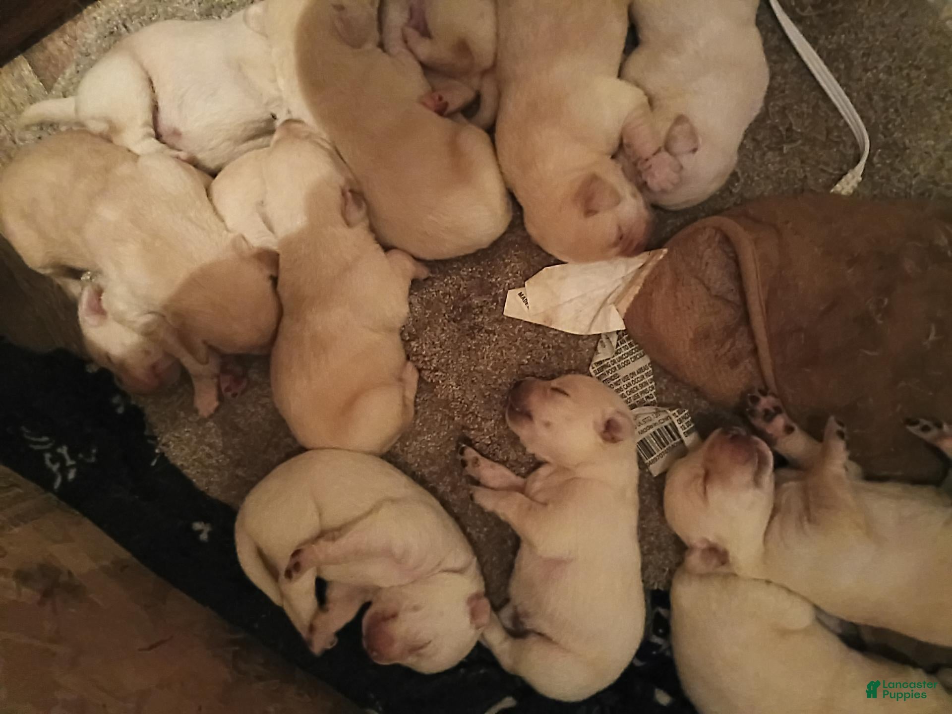 Labrador Retriever dogs for sale: Labrador Retriever 3 - Ad 5