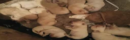Labrador Retriever dogs for sale: Labrador Retriever 3 - Ad 1