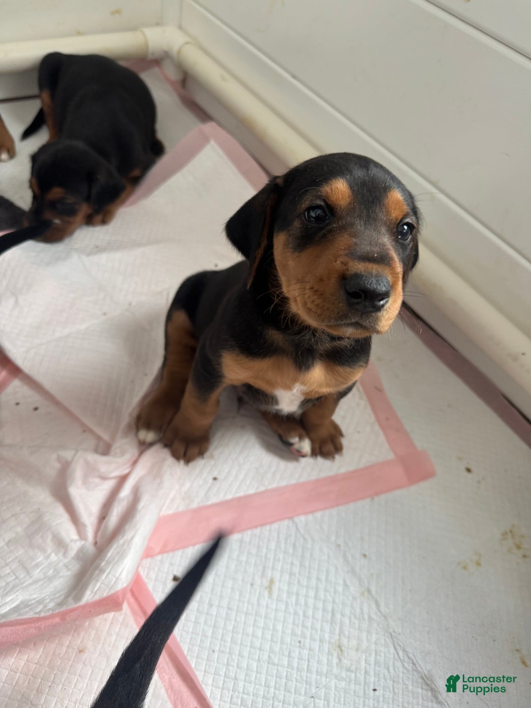 Mixed Breed dogs for sale: Mixed Breed Puppy 4 - Ad 17