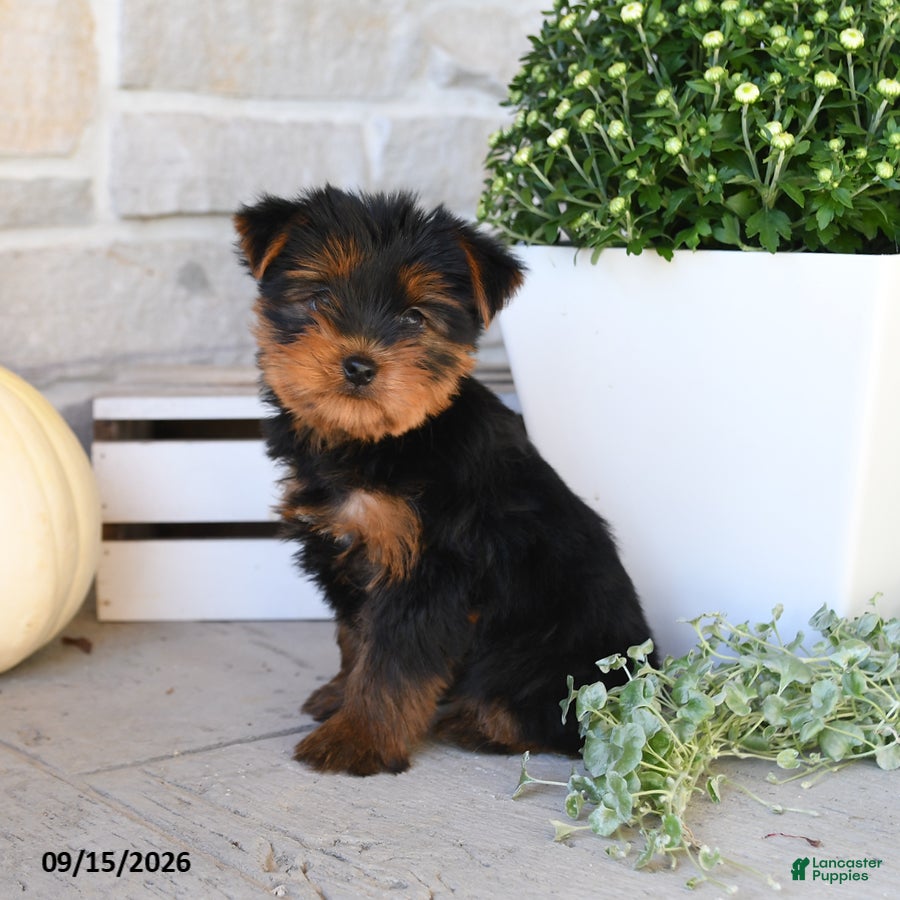 Yorkshire Terrier dogs for sale: Stacy - Ad 2