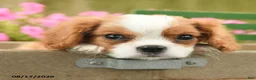 Cavalier King Charles Spaniel dogs for sale: Timmy - Ad 4