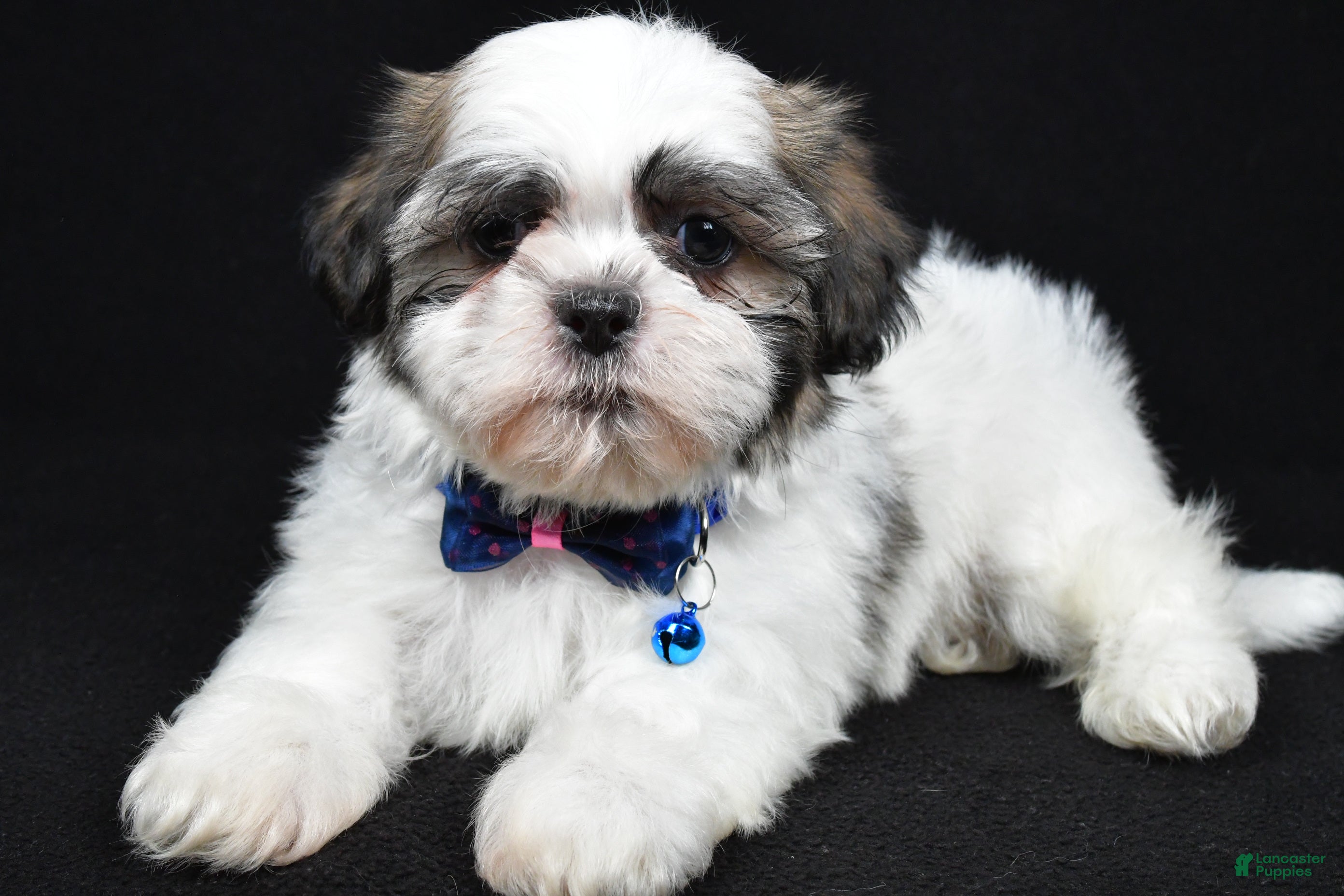 Shih Tzu dogs Dexter - Ad 1