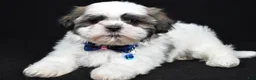 Shih Tzu dogs for sale: Dexter - Ad 1