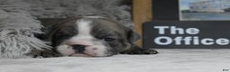 English Bulldog dogs for sale: Pam - Ad 2