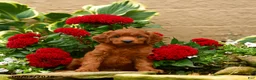 Miniature Poodle dogs for sale: Sweet Potato - Ad 4