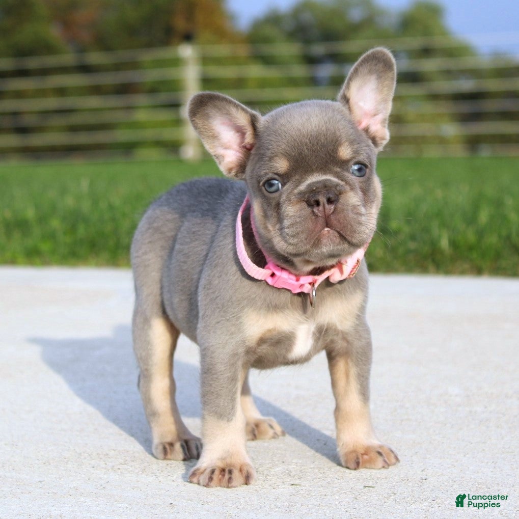 French Bulldog dogs Minty - Ad 2