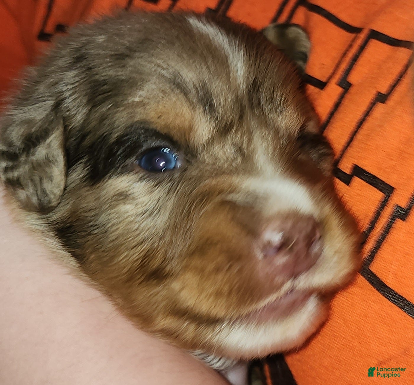 Australian Shepherd dogs Australian Shepherd Red Merle Male 1 - Ad 1