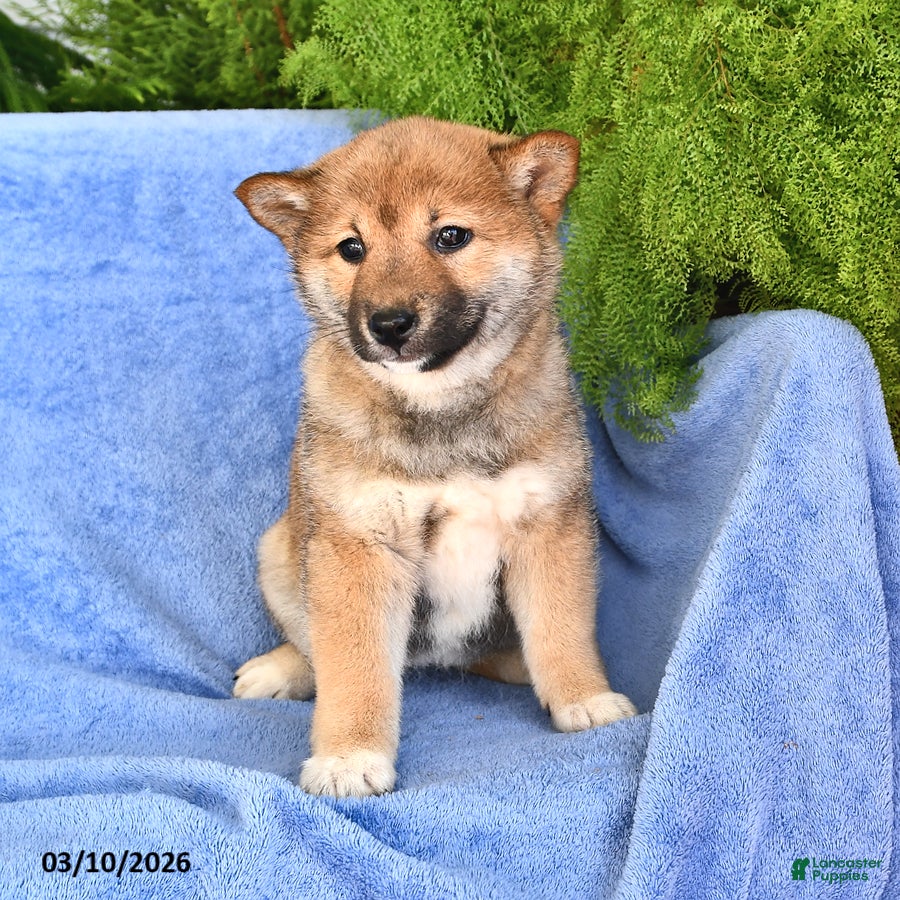 Shiba Inu dogs Darla - Ad 2