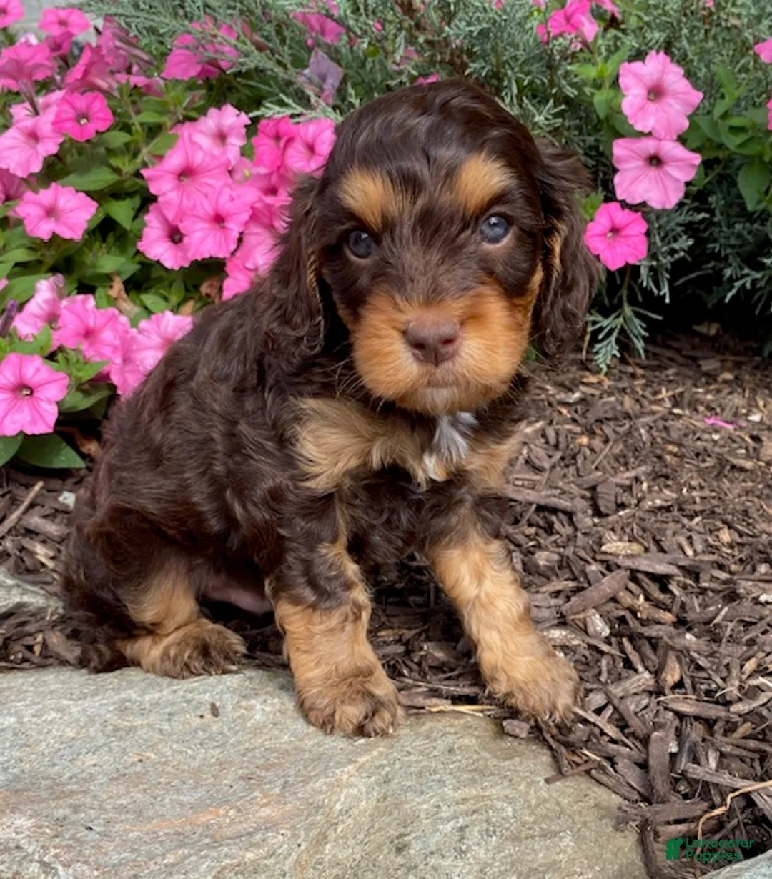 Cavapoo dogs for sale: Mason - Ad 2