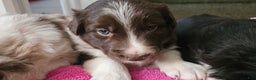 Border Collie dogs for sale: Border Collie Puppy 1 - Red - Ad 29