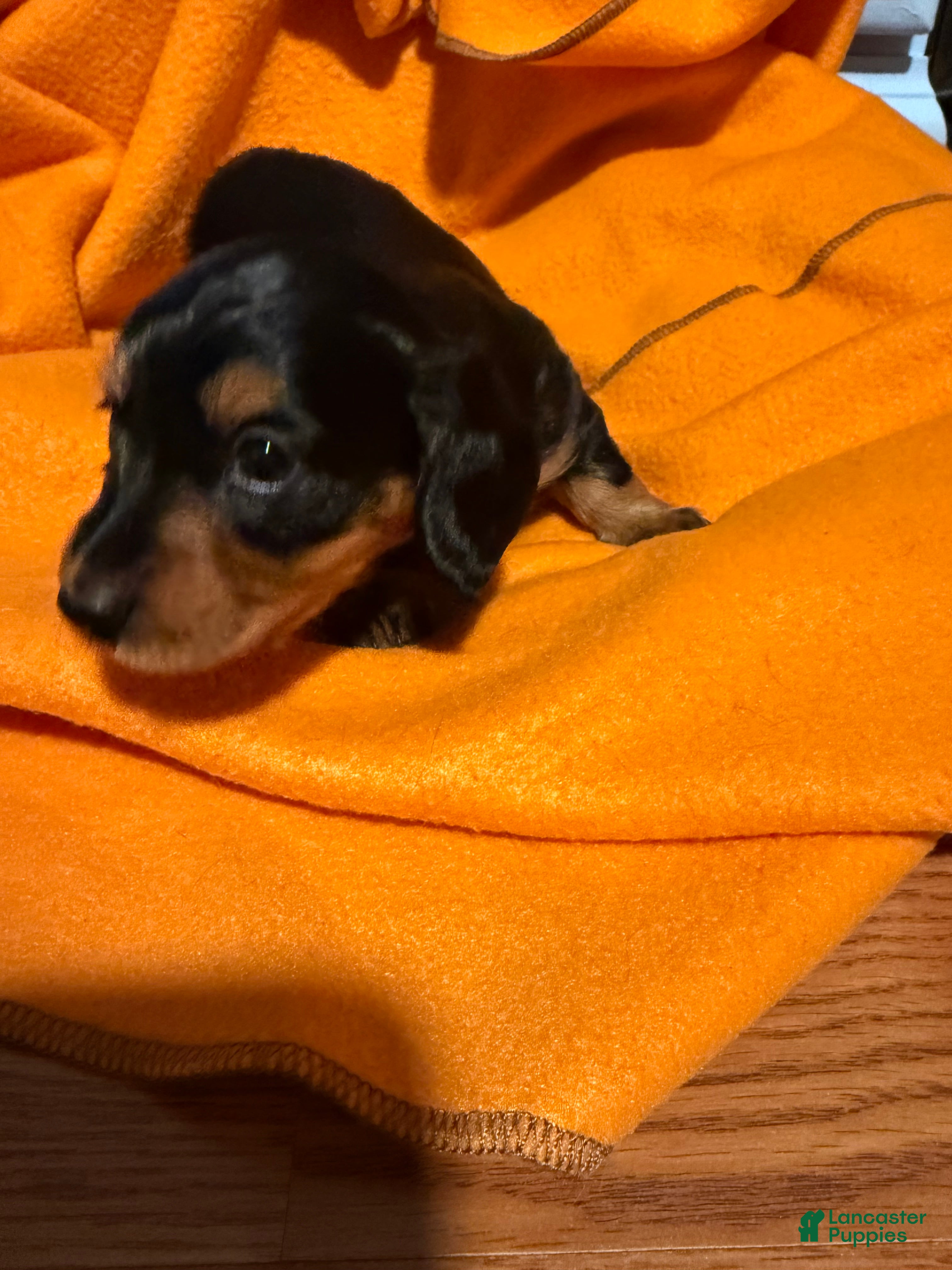 Miniature Dachshund dogs Minnie - Ad 2