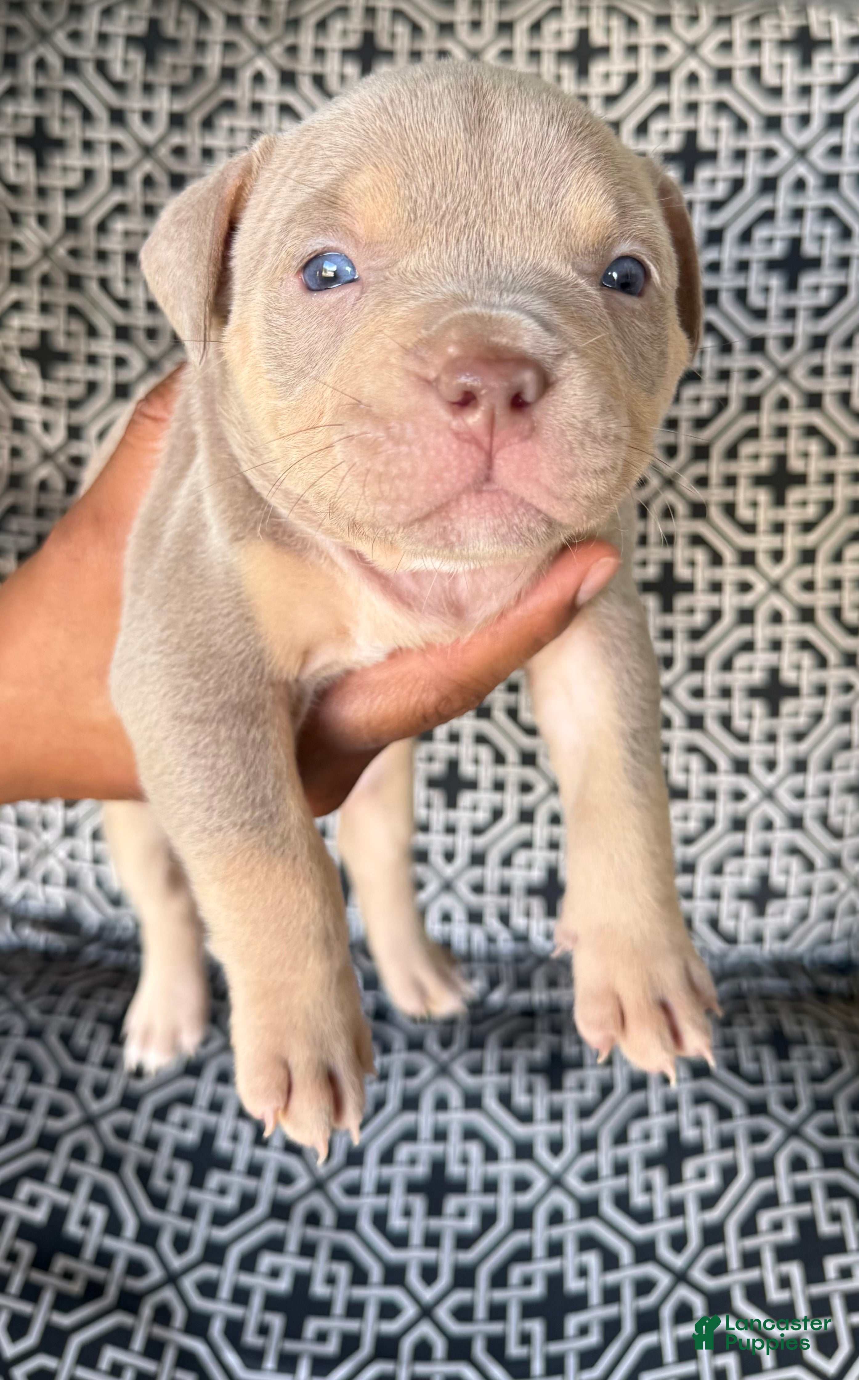 American Bully dogs for sale: American Bully 2 - Ad 35