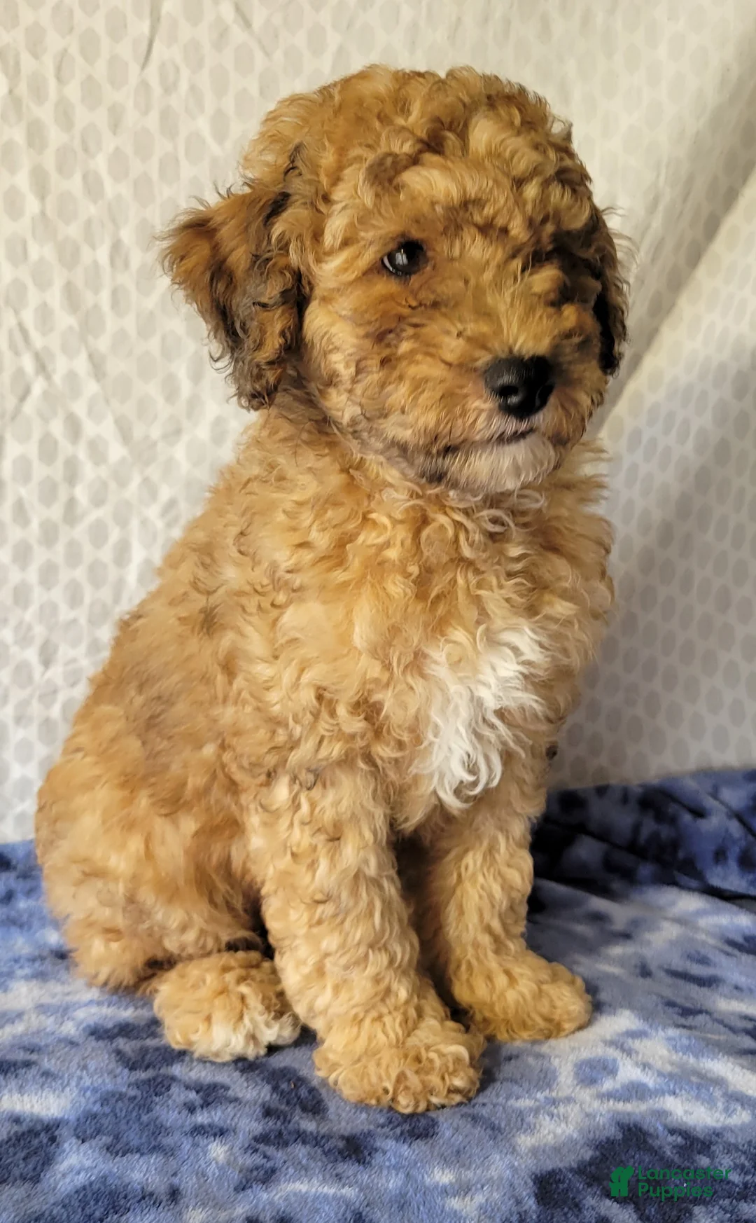 Cockapoo dogs for sale: Diesel  - Ad 2