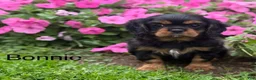 Cavalier King Charles Spaniel dogs for sale: Bonnie  - Ad 4
