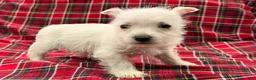 West Highland Terrier dogs for sale: Karson  - Ad 4