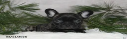 Frenchton dogs for sale: Forrest - Ad 5
