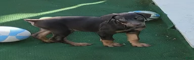 Doberman Pinscher 1