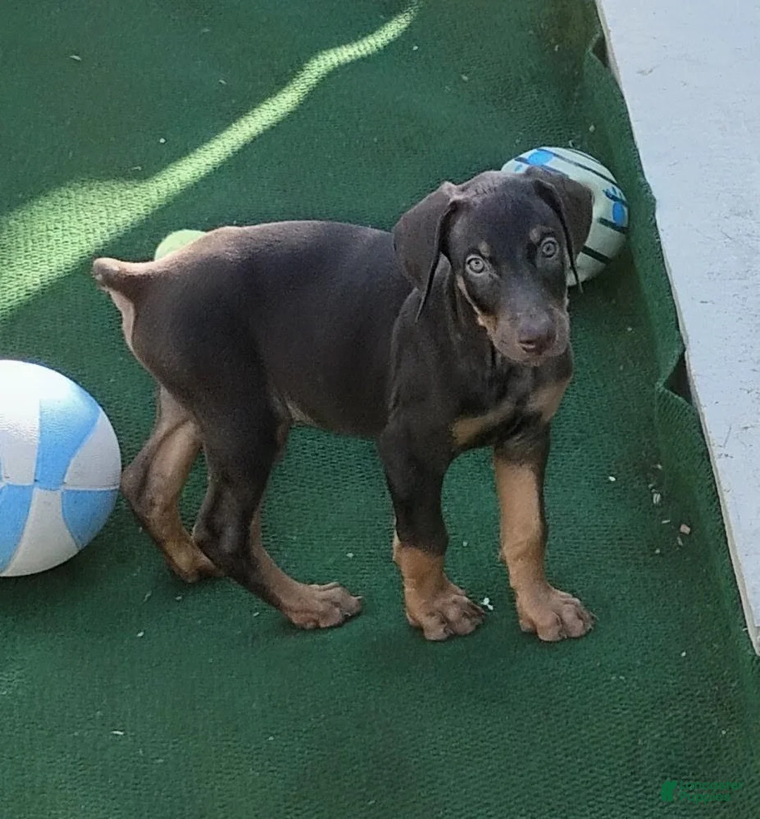 Doberman Pinscher dogs for sale: Doberman Pinscher 1 - Ad 1